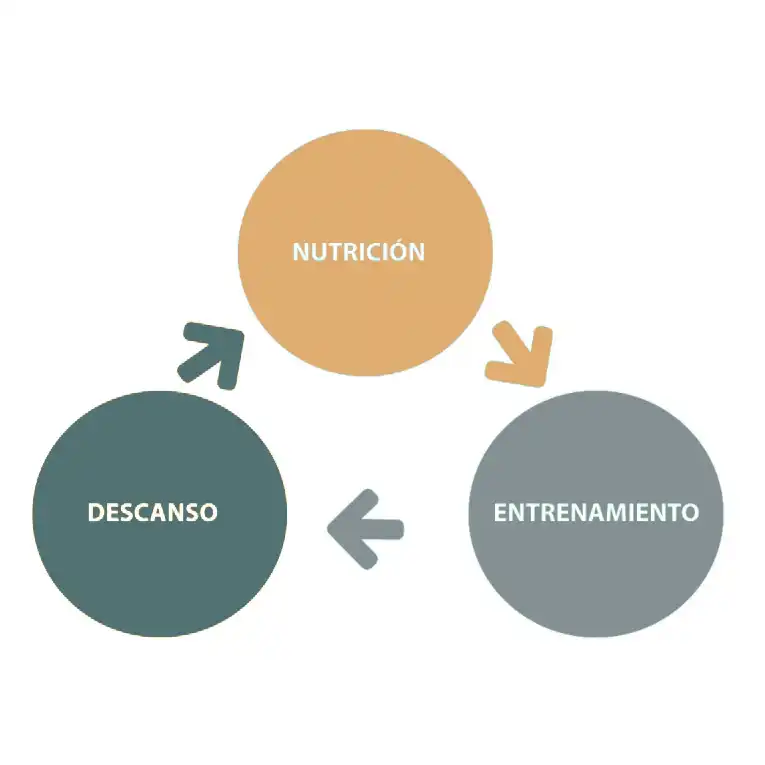 Entrenamiento en Valencia con Vittal Boost - Pilares fundamentales del entrenamiento